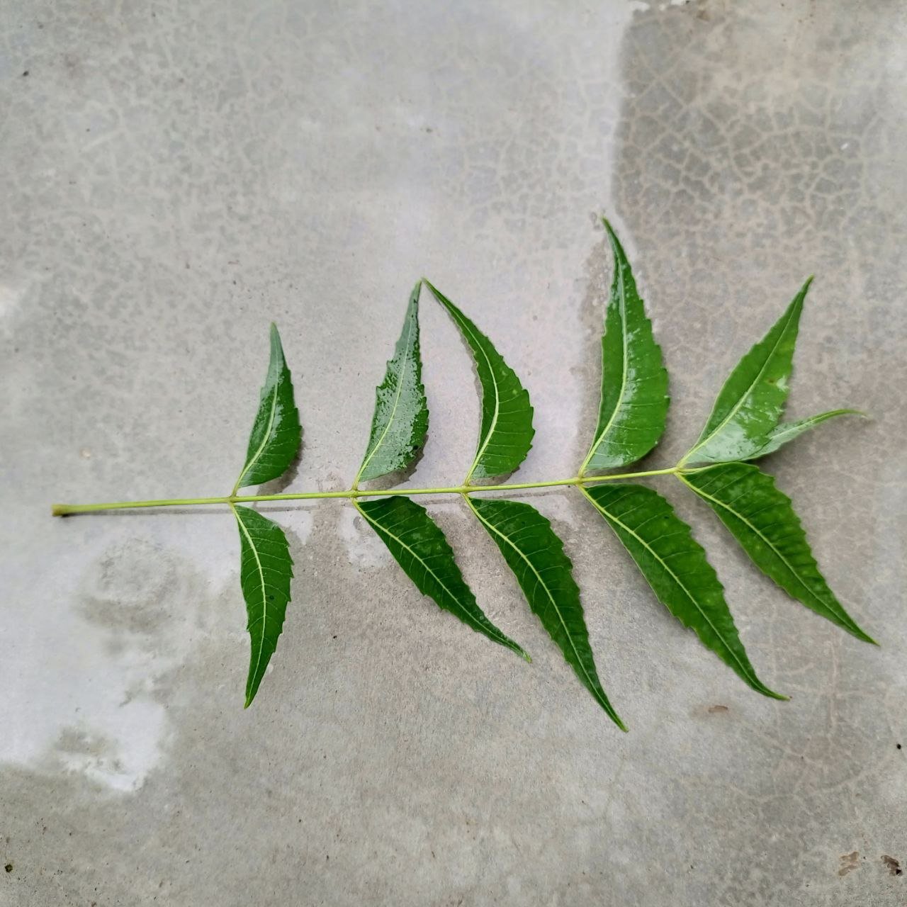 Fresh green neem leaf on a textured gray background.
